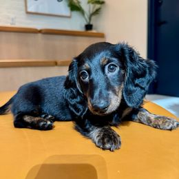 Fig - Brindle male Dachshund puppy in New York, New York from Halle's Ground Hounds