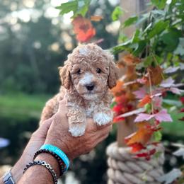 Blue - Apricot male Goldendoodle puppy in Cocoa, Florida from The Beach Doodles
