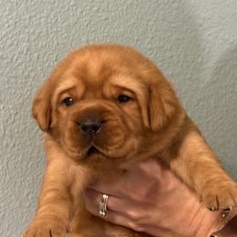 Labrador Retriever puppies from Deep South Labrador Retrievers LLC