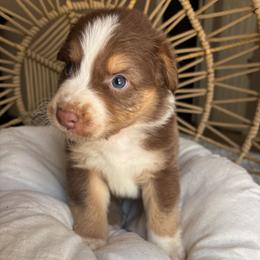 Maverick - Red tri-color male Australian Shepherd puppy in Grants Pass, Oregon from Carmel Mountain Aussies