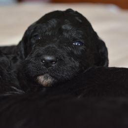 Poodle Puppies from Middlebranch Farm Standard Poodles