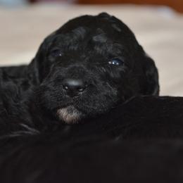 Poodle Puppies from Middlebranch Farm Standard Poodles