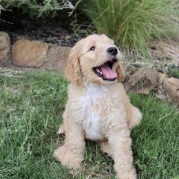 Goldendoodle Puppies from Shades of Grace Doodles in Texas