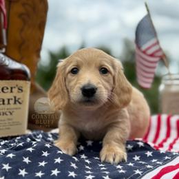 Dachshund puppies from Coastal Bluff Pups