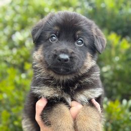 Reese's - Black and tan male German Shepherd puppy in Warwick, Rhode Island from Karma Kennels