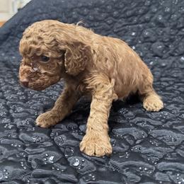 Diego - Red male Cockapoo puppy in Sheridan, Missouri from Shepherdsfold’s Cockapoos
