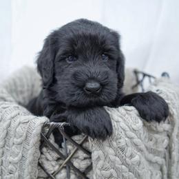 Tater - Black male Giant Schnauzer puppy in Collinsville, Mississippi from Hillside Kennels