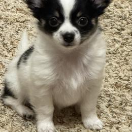 Chase - Black and white male Chihuahua puppy in Amity, Pennsylvania from Rhoda and Verna
