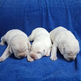 Boy 3 - Yellow male Labrador Retriever puppy in Coulterville, Illinois from Windbush Retrievers