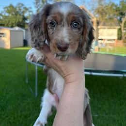 Cookie - Piebald female Dachshund puppy in Lafayette, Louisiana from Andrepont Dachshunds