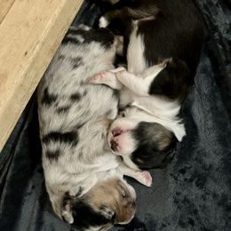 Australian Shepherd Puppies from Webb Farm Aussies