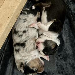 Australian Shepherd Puppies from Webb Farm Aussies
