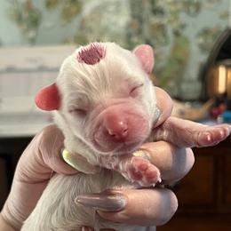 Magenta - White female Coton de Tulear puppy in Sun Prairie, Wisconsin from Firebird Show Dogs