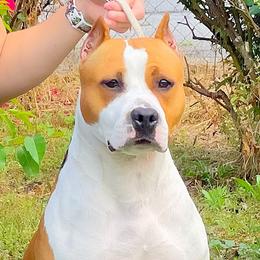 Gossip - Red female American Staffordshire Terrier puppy in St. Augustine, Florida from LBK & Ancient City