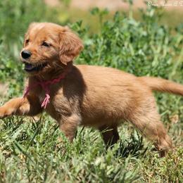 Missy Pink Girl - Dark golden female Golden Retriever puppy in Idaho Falls, Idaho from Once Upon A Dream Kennels