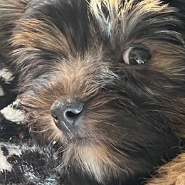 Yorkshire Terrier All Grown Up from Happy Days