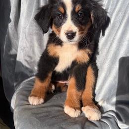 Cora - Black rust and white female Bernese Mountain Dog puppy in Union Grove, North Carolina from Grove Farm
