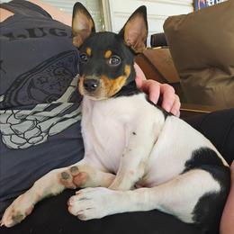 Preacher - Rat Terrier