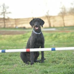 Ruby - Labradoodle