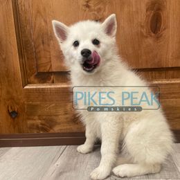 Agnes - Gray and white female Pomsky puppy in Littleton, Colorado from Pikes Peak Pomskies