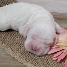 Cocker Spaniel Puppies from Chloe's Cocker Spaniels