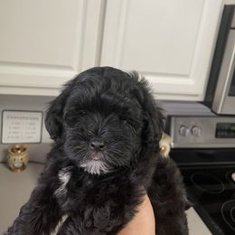 Schnoodle Puppies from DM Schnoodles