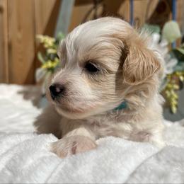 Billy (Blue) - Parti male Miniature Schnauzer puppy in Menifee, California from Moonshine’s Minis