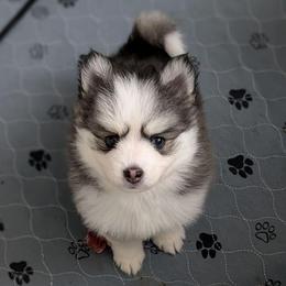 Esko F4 Male Blue Eyes - Black and white male Pomsky puppy in Hurleyville, New York from My Crazy Pomskys