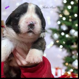 Purple - Mahogany and white female Saint Bernard puppy in New Philadelphia, Ohio from Fletchers Saints