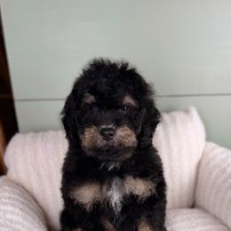 Americano - Tri-color male Bernedoodle puppy in Sweetwater, Florida from Sandy Snout Doodles