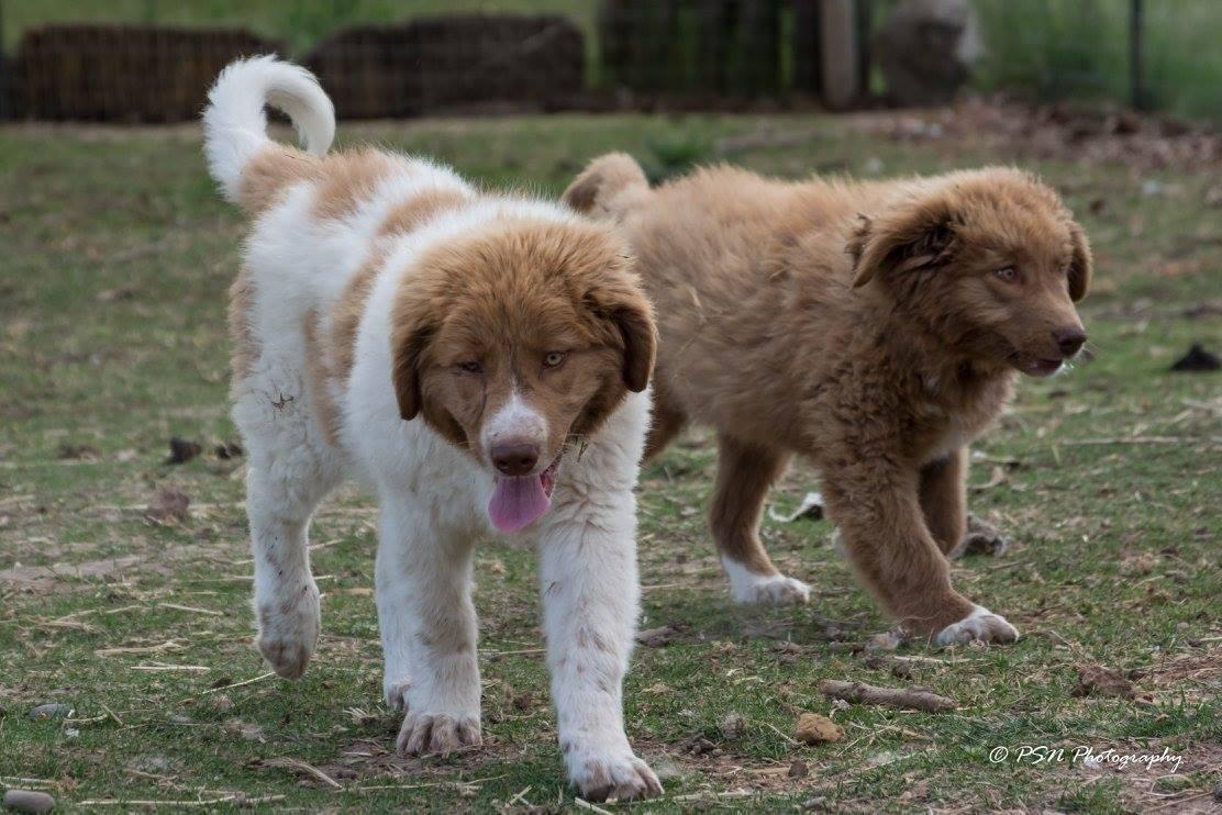 Kamalot Karakachans in Kentucky | Karakachan puppies | Good Dog