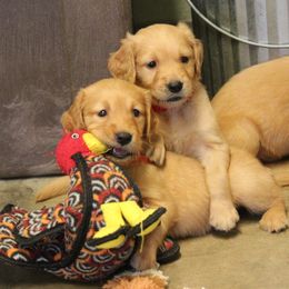 Golden Retriever Puppies from Saturday Night Golden Retrievers