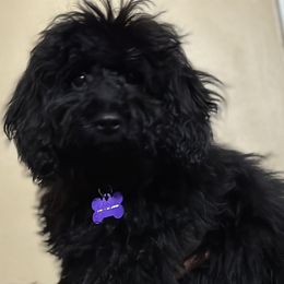 Bernedoodle, Goldendoodle, and Shih Tzu Puppies from TrueLine kennels