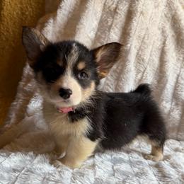 Xena dark pink - Black and tan female Pembroke Welsh Corgi puppy in Sanford, Michigan from Tambali Pembroke Welsh Corgis