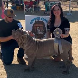 Neapolitan Mastiff Puppies from Red Rock Neapolitan Mastiffs