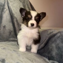 Pink - White and black female Pembroke Welsh Corgi puppy in Moreno Valley, California from Playful Corgis