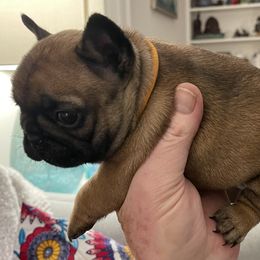 French Bulldog Puppies from JoJo French Bulldogs