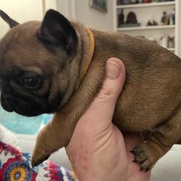French Bulldog Puppies from JoJo French Bulldogs