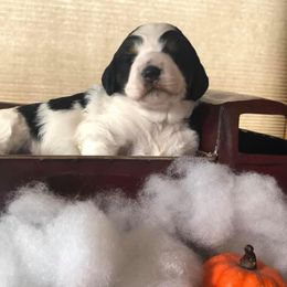 Bernedoodle and Goldendoodle Puppies from Macadoodles