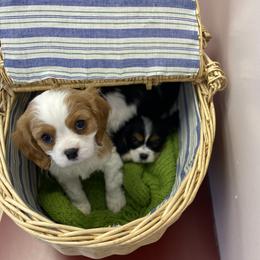 Cavalier King Charles Spaniel Puppies from SHANNON'S CAVALIERS