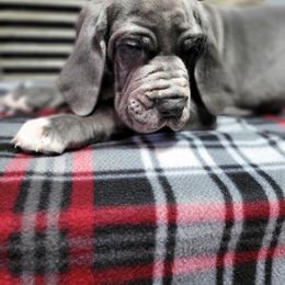 Great Dane Puppies from Bluestone Valley Danes