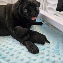 Chloe - Black female Pug puppy in Broadway, Virginia from Colebrook Posh Pugs