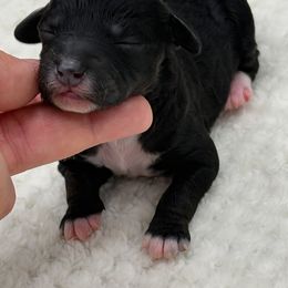 Celeste - Brindle female Poodle puppy in Wheatland, California from Sapphire Ridge Poodles