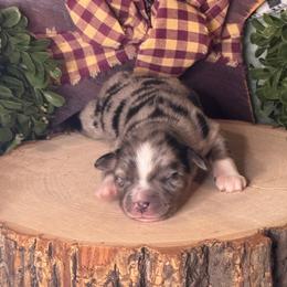 Harry - Blue merle male Toy Australian Shepherd puppy in California from Eagle River Aussies