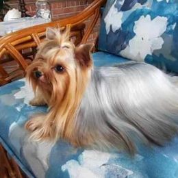 Karlee - Yorkshire Terrier