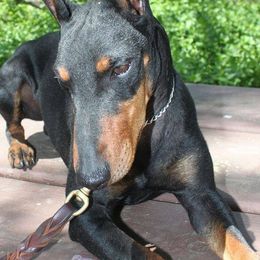 Manchester Terriers from Medley