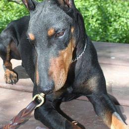 Manchester Terriers from Medley