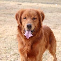 Yeti - Golden Retriever