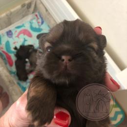 Shih Tzu Puppies from Shurbeez Shih Tzu
