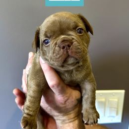 French Bulldog Puppies from The French Bulldog Company LLC